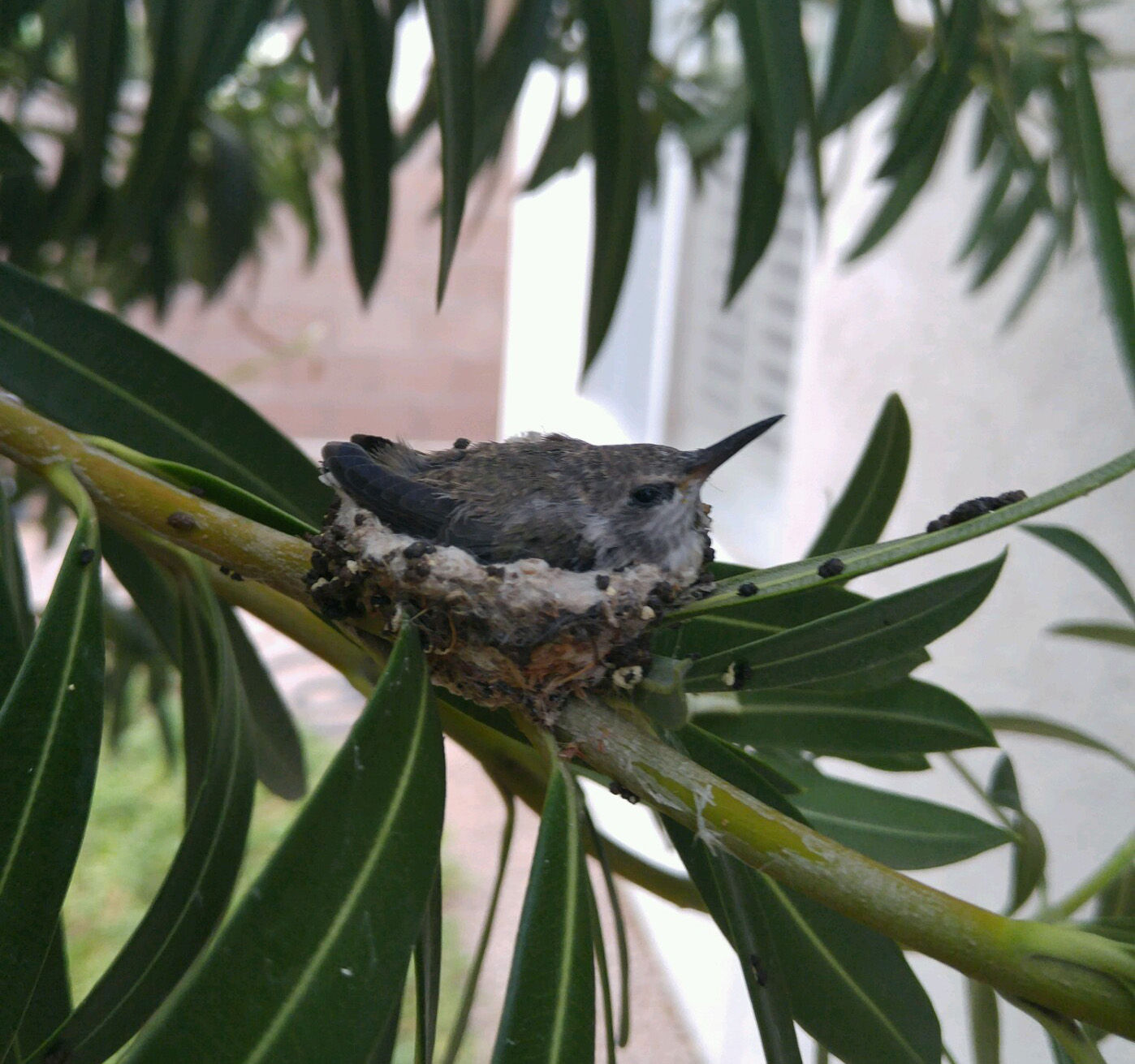 Hummingbirds from backyards and beyond